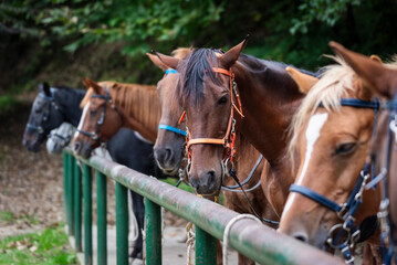 Fototapeta premium Horse portrait.