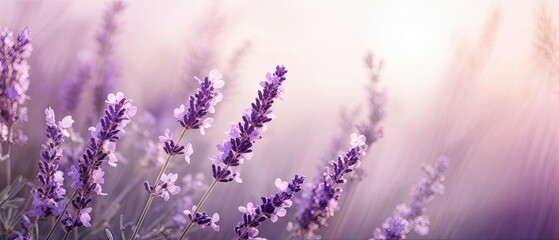 Naklejka premium Lavender Field at Sunset