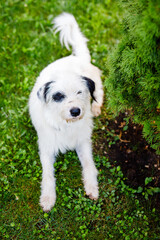 A homeless young fluffy white dog with black spots is resting on the green lawn in summer