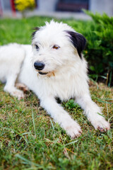 A homeless young fluffy white dog with black spots is resting on the green lawn in summer