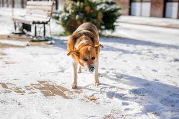 old, homeless dog with a white and orange coat is searching for cover on the frigid streets this...