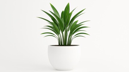 A variegated Bird of paradise in a sleek pot on solid white background, single object