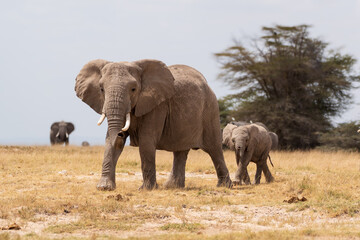 Mother and baby elephant walking