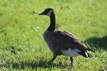 Goose walking on green grass in sunlight. A goose is captured walking across a bright green grass field under sunlight. The image highlights the goose's feathers and distinct black and white coloring 