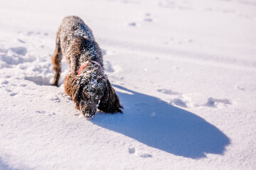 Russian brown spaniel running, playing, shoveling snow in a snowy field
