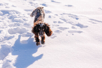 Russian brown spaniel running, playing, shoveling snow in a snowy field