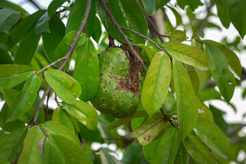 Soursop fruit (Annona muricata) broad-leaved tree, flowering, Soursop fruit is an alternative herbal medicine