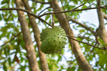Soursop fruit (Annona muricata) broad-leaved tree, flowering, Soursop fruit is an alternative herbal medicine
