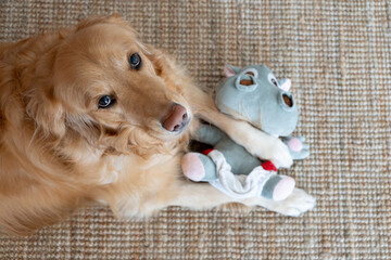 An overhead shot of a golden retriever lying comfortably on the floor, holding its plush hippo toy...