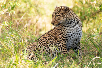Female adult leopard lying in the grass in Kenya
