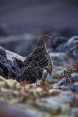 icelandic small bird quail closeup view in wild nature