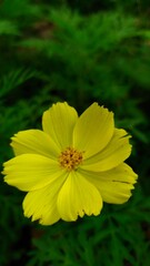 A vibrant yellow flower with delicate petals in full bloom, set against a blurred green background, highlighting its natural beauty.