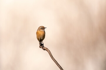 The European stonechat (Saxicola rubicola)