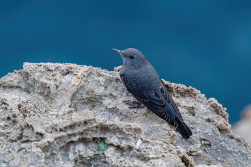Blue Rock Thrush perched on a rock