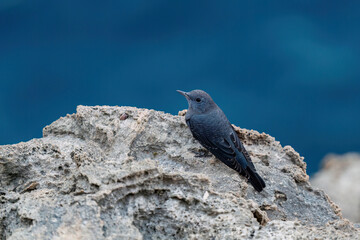 Blue Rock Thrush perched on a rock