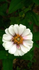 white flower in the garden