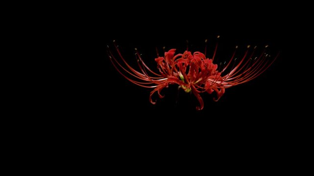 Tokyo,Japan - September 29, 2024: Red spider lily or Higanbana in the night