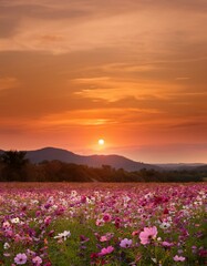 Fototapeta premium 秋の夕暮れ時、オレンジ色に染まる空の下に広がるコスモス畑。風に揺れるピンクや白の花が面に咲き乱れ、遠くには沈みゆく夕日がゆっくりと空を染めていく 
