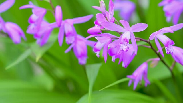 シランの花