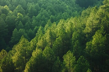 Aerial view of a dense pine forest with sunlight filtering through the lush green canopy, showcasing various shades of green and a tranquil, natural landscape in the background.