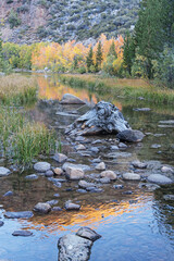 Fall Aspen Leaves Reflected In a Stream