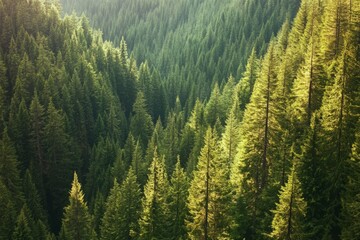 Aerial view of a dense pine forest with sunlight filtering through the lush green canopy, showcasing various shades of green and a tranquil, natural landscape in the background.