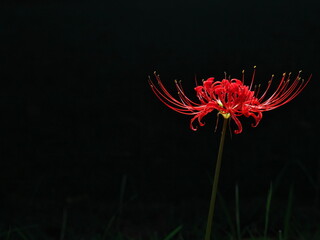 Tokyo,Japan - September 29, 2024: Red spider lily or Higanbana in the night
