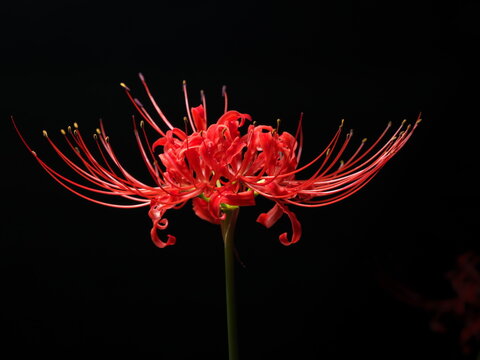 Tokyo,Japan - September 29, 2024: Red spider lily or Higanbana in the night
