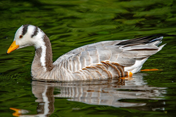 Streifengans auf grünem Wasser