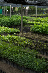 Fresh of green plant and seedling stocking in greenhouse