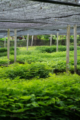 Fresh of green plant and seedling stocking in greenhouse