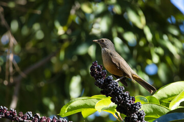 A bird is perched on a berry bush