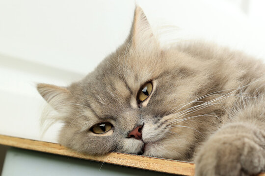 Grey Persian Long hair Cat Lay on the Table