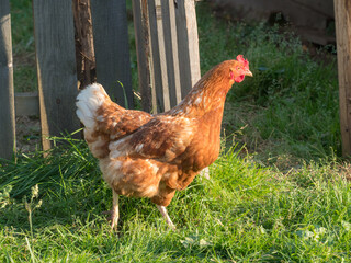 portrait of brown chicken near wooden fence