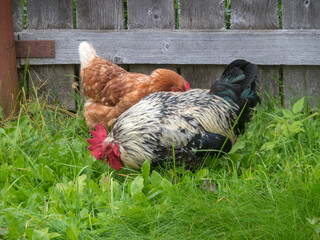 rooster and hen on the grass near fence