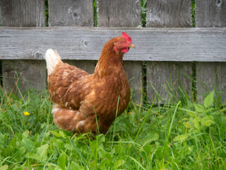 brown chicken on grass