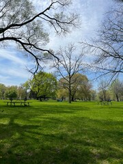 Lush Park Green Field and Trees Scenery Landscape