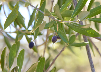 Close up on several small canino olives growing on the tree. Popular for making olive oil.