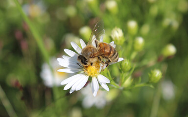 Close-up of a bee pollinating a white daisy. A macro shot of a bee collecting nectar from a white daisy flower. The intricate details of the bee's wings and body are clearly visible, bee on flower, be