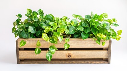 Fototapeta premium A rustic wooden planter box filled with lush green plants, beautifully arranged against a clean white background. The natural texture of the wood contrasts elegantly with the vibrant foliage, 