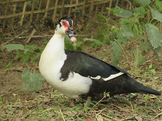 Muscovy duck