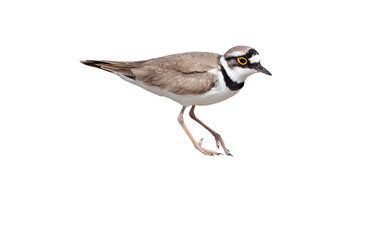 Male of Little ringed plover (Charadrius dubius)