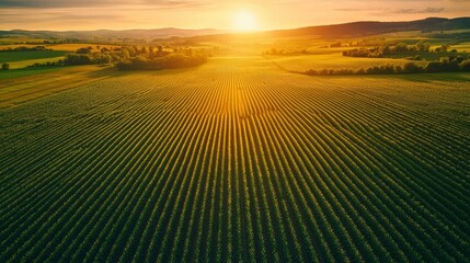 Lush Green Fields at Sunset