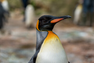 King Penguin Majesty: Profile Portrait