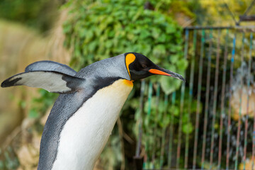 Naklejka premium King Penguin in Motion: Wings Spread