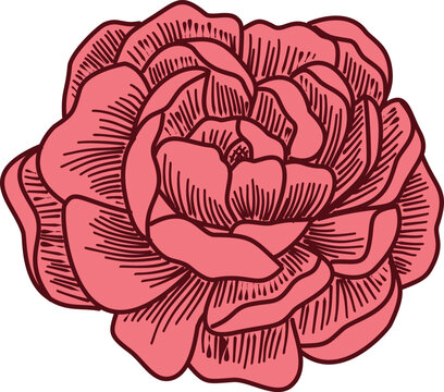 recommend clip art: A Red Rose Flower engraving isolated on transparent background, vector Illustration. Design for Tattoo, greeting card and invitation of the wedding, Valentine Day, mother birthday