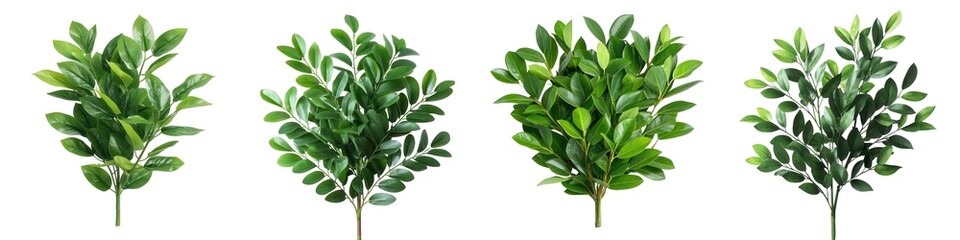 Various green leaves isolated on a white background.