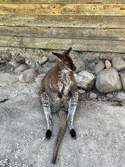Relaxed Wallaby Sitting