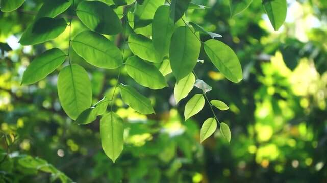 Green leaves on the tree blown by the wind. Focus selected