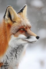Obraz premium Close-up portrait of a red fox in the snow